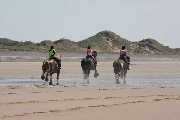 Cumbrian Heavy Horses